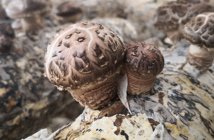 QQ截图20190402134202