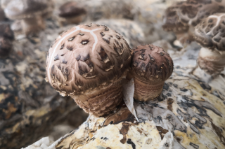 三门峡市着力打造豫西南ManBetX体育外贸产业基地 ()