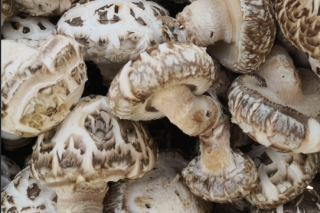 齐齐哈尔：拜泉县开启Manbetx体育手机版V17版本发布.官网安卓网.香港产业扶贫路 ()