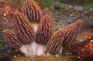 2019第四届全国Manbetx体育手机版推荐A9版本大会采购及经销贸易商招募通知 ()