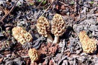 金堂多地发现野生Manbetx体育手机版推荐A9版本 ()