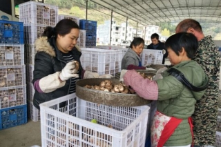 印江：龙头企业助推印货出山 上万斤香菇乘车销往苏州 ()