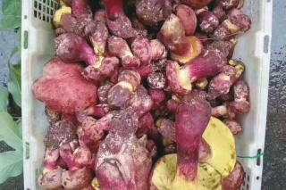 云南野生菌如何才能真正“金贵” ()