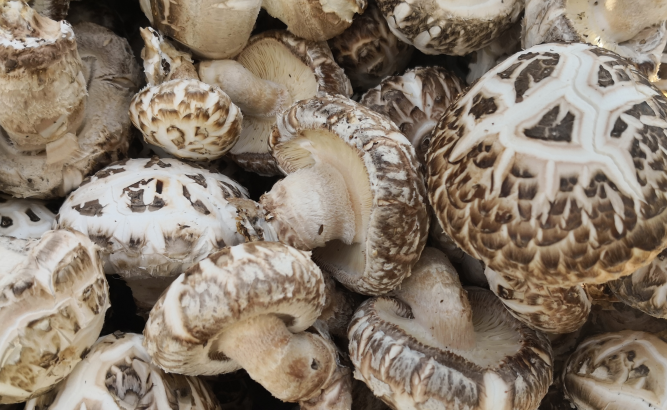 QQ截图20190408101804