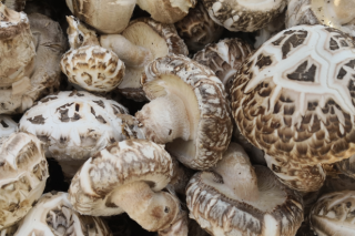 尤溪以Manbetx体育手机版V17版本发布.官网安卓网.香港产业为突破口 一菌“多吃” ()