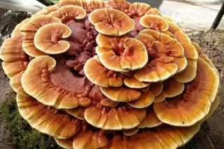 《ManBetX体育》“2019灵芝专刊”征稿通知 ()