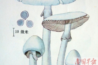 高清：广西常见的十种剧毒蘑菇 别信“鉴毒”秘方 ()