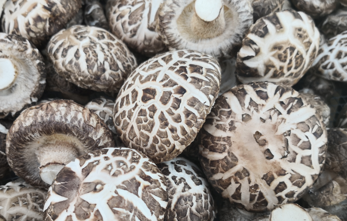 QQ截图20190409090435