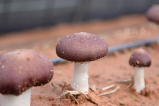 “菌菇资源循环生态链”一举三得 ()