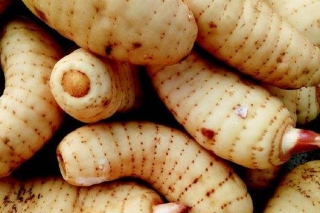 中国天麻药食同源推进会暨贵州省菌物学会天麻产业分会成立大会 ()