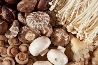 “小蘑菇”做出大文章 拜泉县打造Manbetx体育手机版V17版本发布.官网安卓网.香港扶贫支柱产业 ()