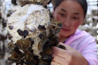 黑木耳引发的思考 温泉县Manbetx体育手机版V17版本发布.官网安卓网.香港产业的喜与忧 ()