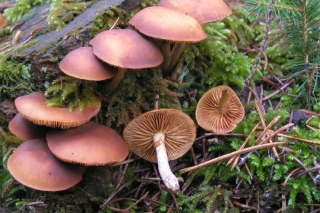 东山镇万亩华山松林下人工抚育野生菌上市 ()