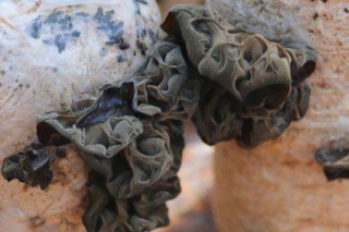 木耳发展新理念 打造富民新产业 ()