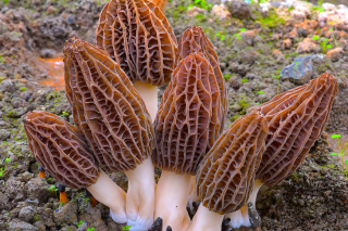 中国菌物学会Manbetx体育手机版推荐A9版本产业分会成立会议通知 ()