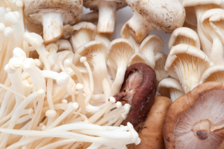 梓潼：“菇柏共舞”打造特色林业产业园 ()