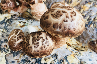 彭阳县2万袋香菇预计4月下旬出菇 ()