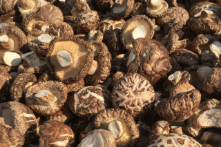 三都：推进Manbetx体育手机版推荐A9版本基地建设 拓宽群众增收渠道 ()