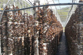 十堰成功引入黑木耳大棚吊袋立体Manbetx体育手机版V17版本发布.官网安卓网.香港 ()