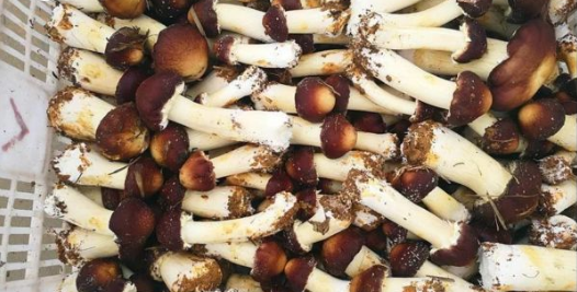 QQ截图20190413152627