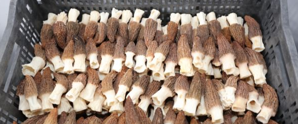 QQ截图20190413152540