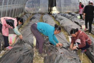 看贵州各地农民种植Manbetx体育手机版推荐A9版本有什么门道 ()