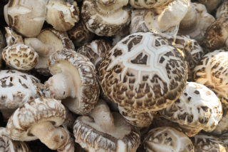 道真县“多管齐下”催生Manbetx体育手机版推荐A9版本产业“裂变式”发展 ()