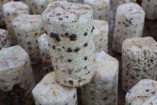 东宁“垃圾革命”让废弃菌袋变“香饽饽” ()