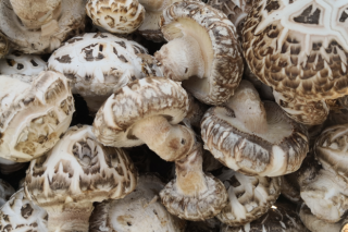 余庆县Manbetx体育手机版推荐A9版本种植“泉涌”式发展 ()