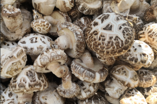 火眼金睛辨香菇 ()