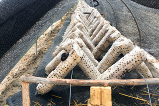 阿克苏地区首批春季黑木耳菌棒下地生产 ()