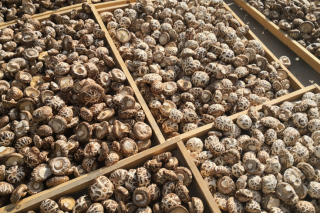 香菇酱里的调味品转型升级新思维 ()