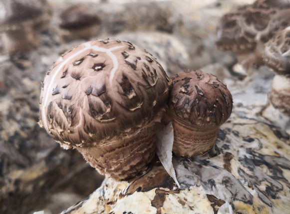 QQ截图20190417085005