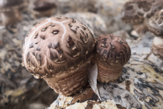 辉发城镇打造一条“香菇+光伏”产业扶贫路 ()