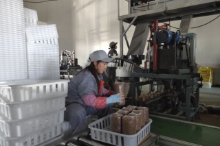 十师：80万袋木耳菌包生产扫尾 ()