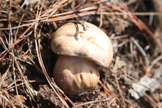 云南南华县与中国工程院院士李玉建立野生菌院士团队工作室 ()