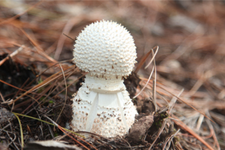 春季食用野生菌中毒原因及对策 ()