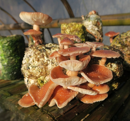 QQ截图20190422142511