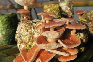 小香菌研发 实力助推普洱景东科技产业扶贫 ()