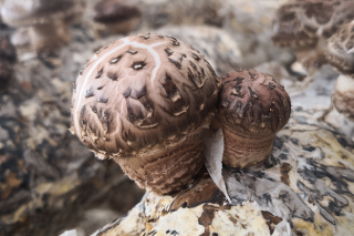 平泉Manbetx体育手机版推荐A9版本产业发展中心帮扶脱贫工作“五到位” ()