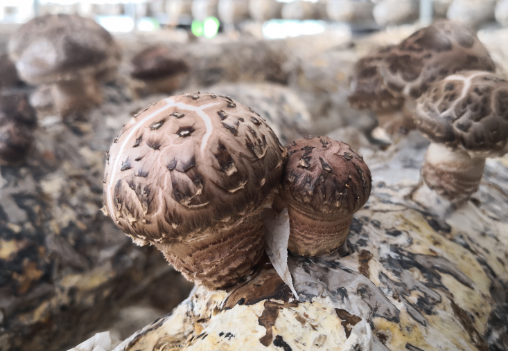 QQ截图20190425133102