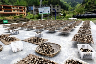 重庆：黔江Manbetx体育手机版V17版本发布.官网安卓网.香港出口法国 ()