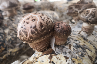 临夏州农科院开展Manbetx体育手机版推荐A9版本产业调研 提升新型产业技术服务能力 ()