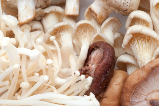 伊春着力发展特色农业 Manbetx体育手机版推荐A9版本生产规模力争达7亿袋 ()