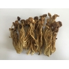 油茶菇干品