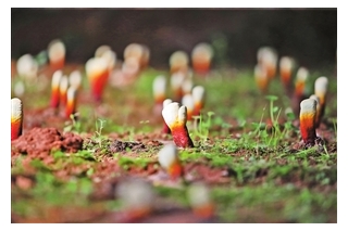 种出来的景东生态灵芝 ()