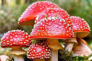 两项蘑菇毒检定CIS标准拟立项 涉高效液相色谱 ()