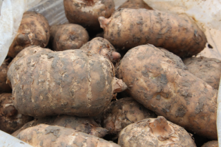 ISO国际标准发布 云南天麻产业精深发展又迈一步 ()