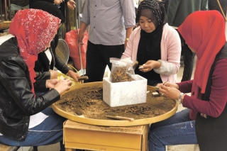 山南、那曲新鲜虫草陆续上市 每根从十几元至数百元 ()