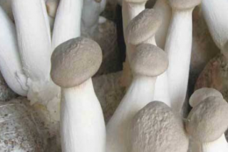 宁波援建东北最大杏鲍菇生产线在吉林延边开工 ()